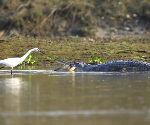 Bakula Croc