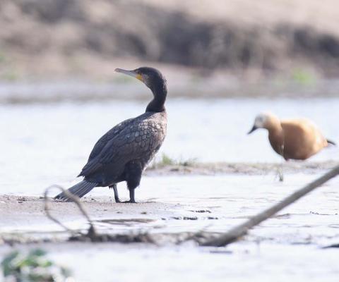 Bird Water Crow