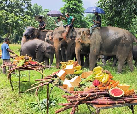 Elephants
