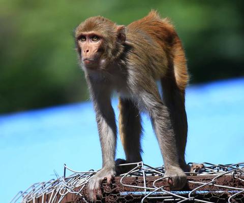 Monkey At Devghat