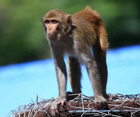 Monkey At Devghat